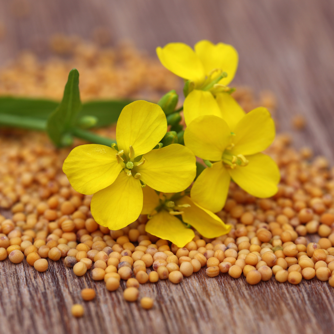 Yellow vs. Black Mustard Seeds: Know the Difference
