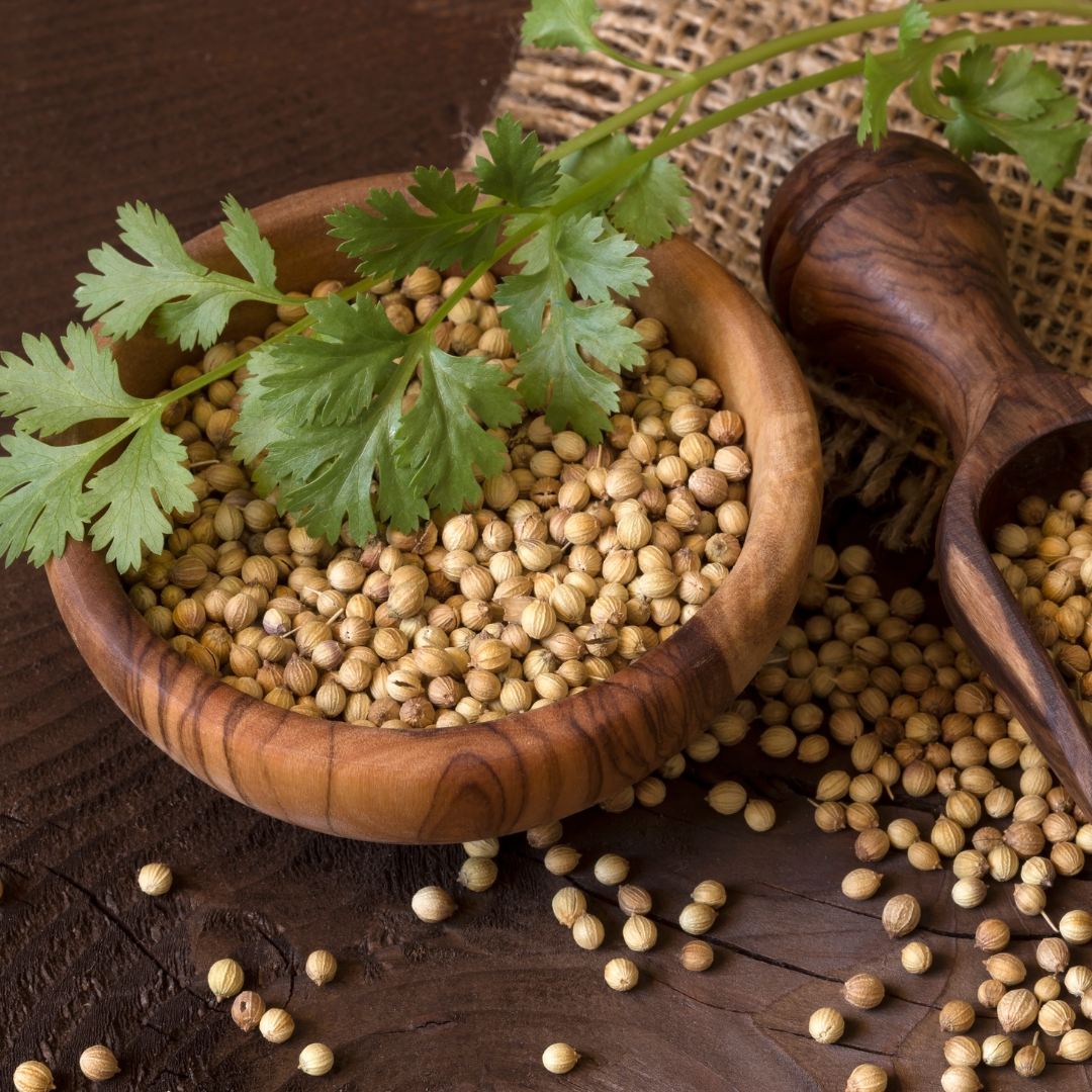 🌿 Why Whole Coriander Seeds Are a Must in Every Indian Kitchen