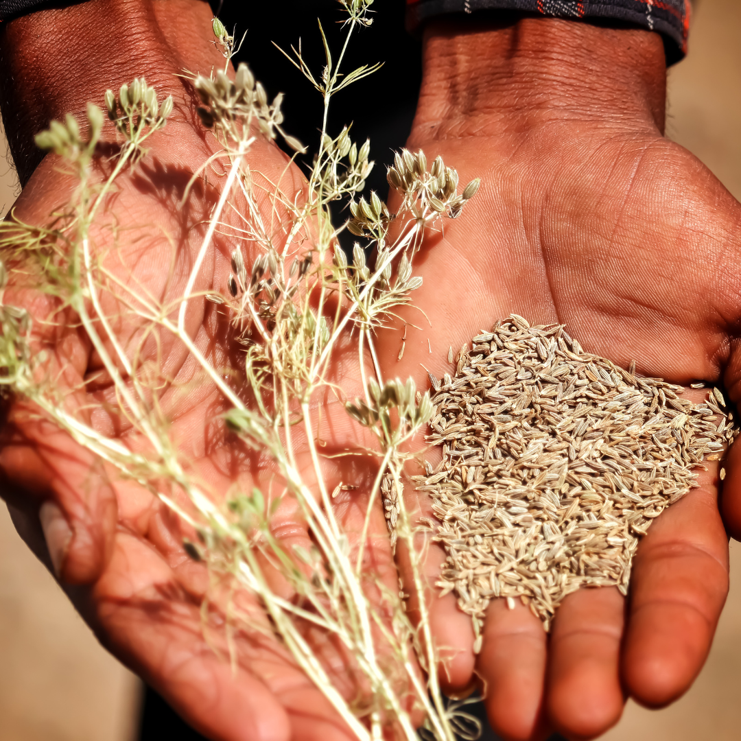 🌿 The Secret to Flavorful Indian Cooking: Why Whole Cumin Seeds Matter